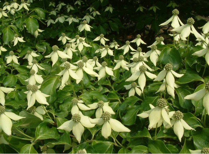 Kousa Dogwood seed